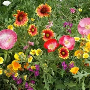 Southwestern Wildflower Mix