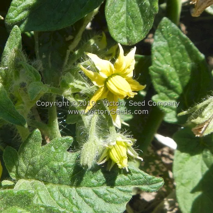 Dwarf Amy's Ohio Tomato