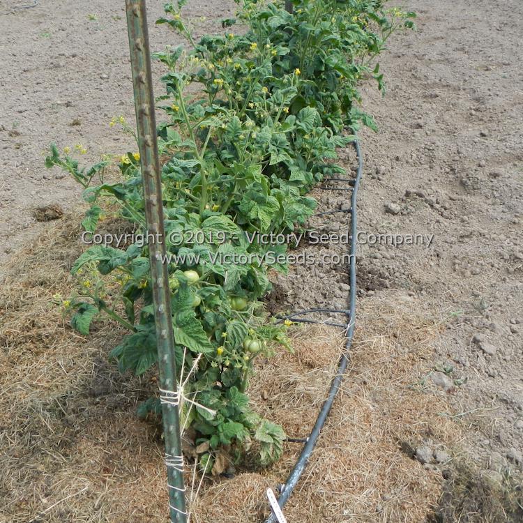 Dwarf Vince's Haze Tomato