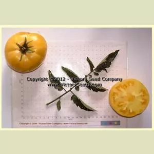 Isbell's Golden Colossal Tomato