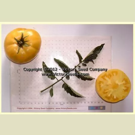 Isbell's Golden Colossal Tomato