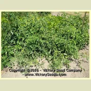 Isbell's New Phenomenal Tomato