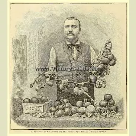 Maule's Success Tomato