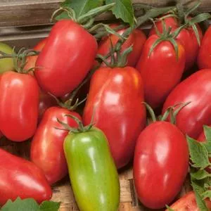 Amish Paste Tomato