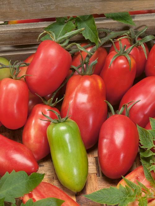 Amish Paste Tomato