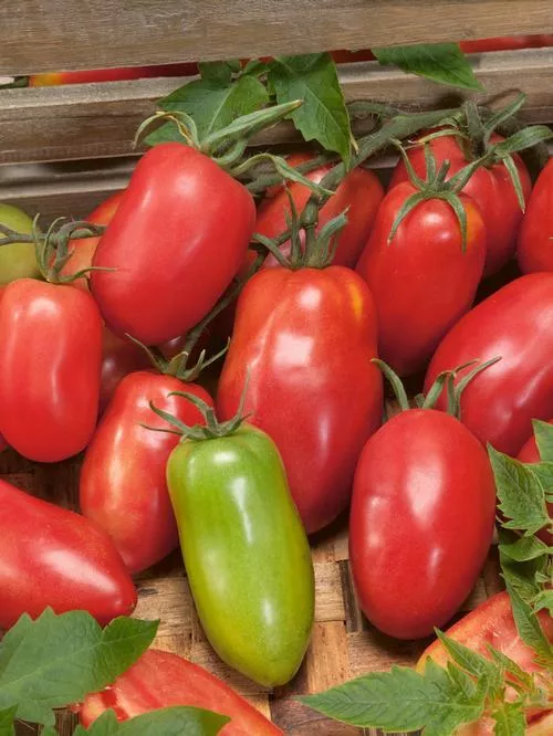 Amish Paste Tomato