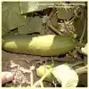 Poinsett 76 Cucumber