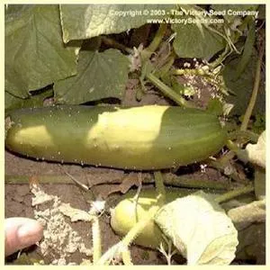 Poinsett 76 Cucumber