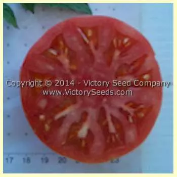Rozovyi Izumnyi Tomato