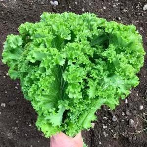 Green Wave (Greenwave) Mustard Greens