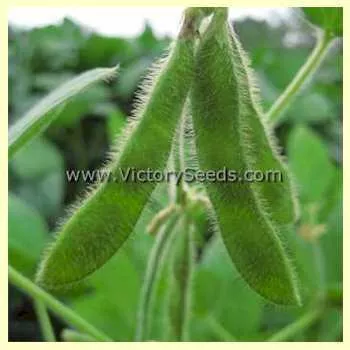 Chico Soybean