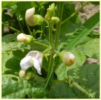 Gaia Garden Bean