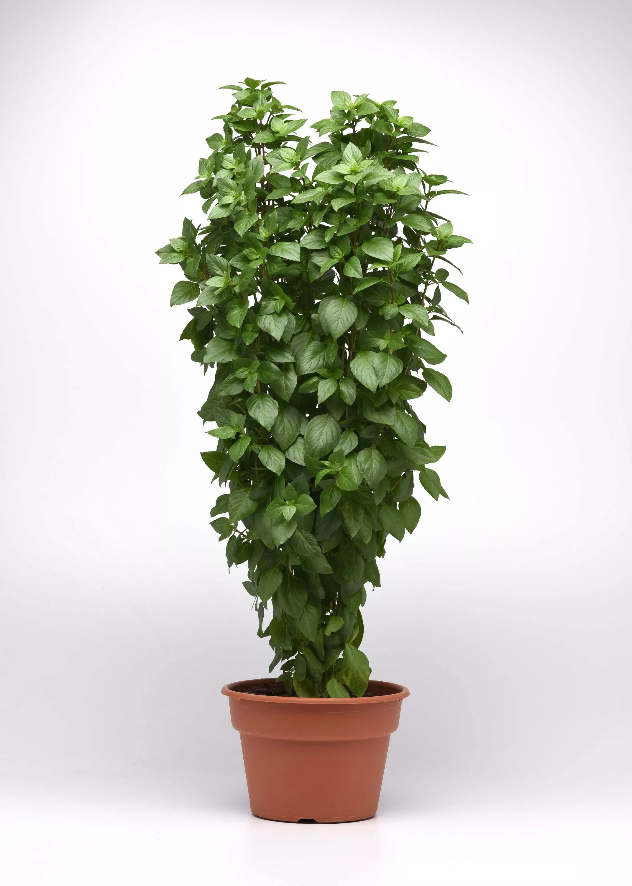 Basil, Everleaf Thai Towers