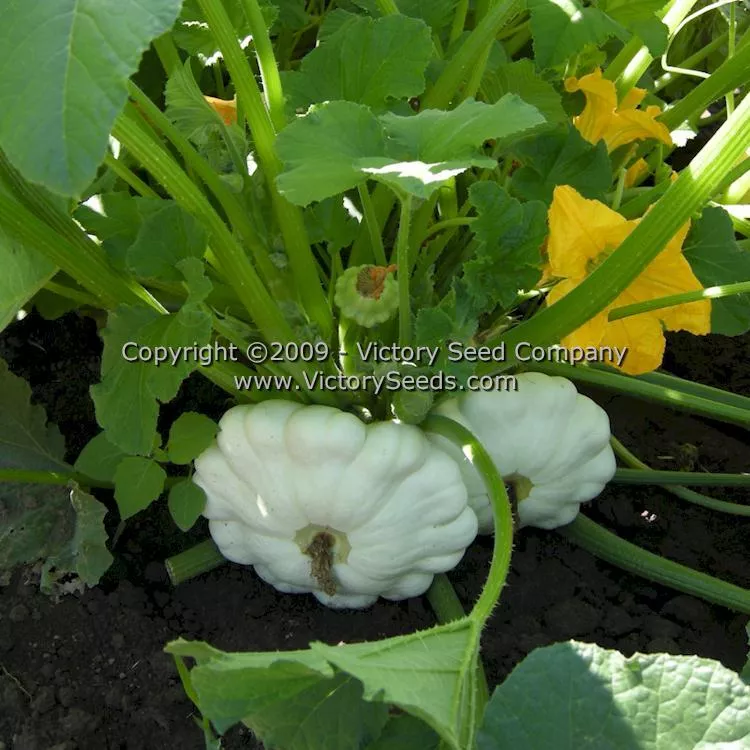 Benning's Green Tint Scallop Summer Squash