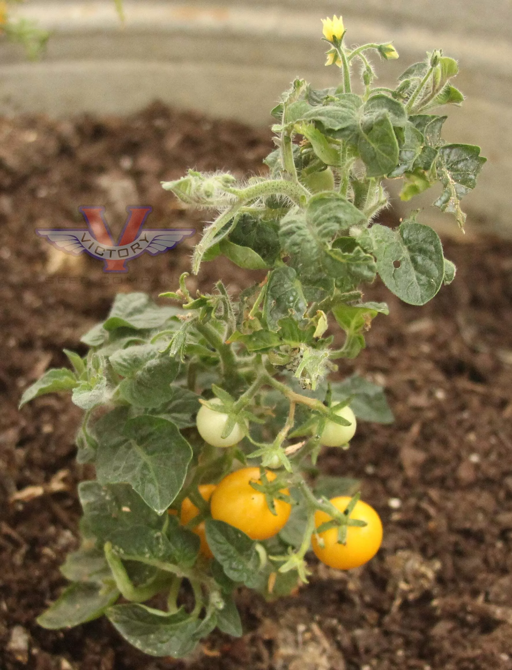 Orange Hat Tomato