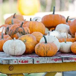 Mini Fall Blend Pumpkin