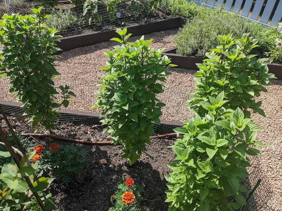 Basil, Everleaf Thai Towers