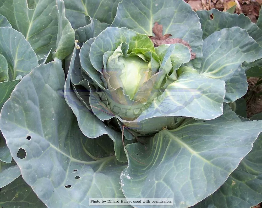 Charleston Wakefield Cabbage