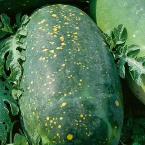Harvest Moon F1 Watermelon