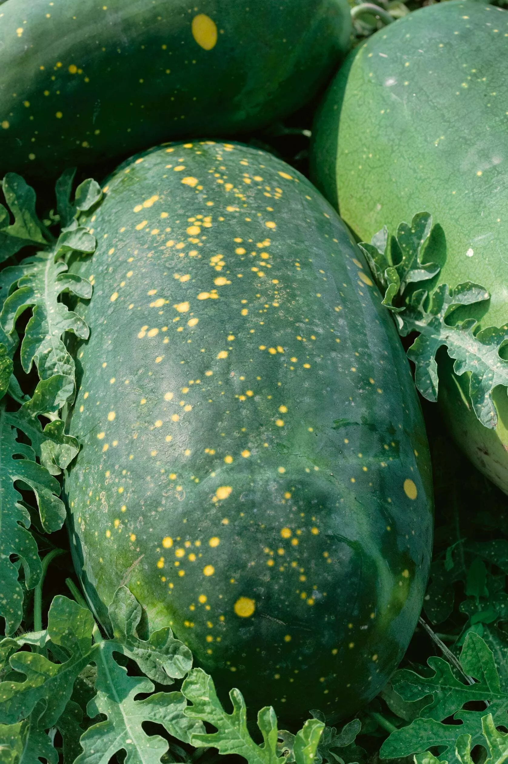 Harvest Moon F1 Watermelon