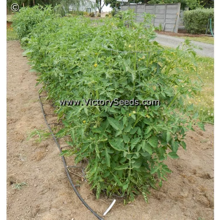 Cartwright's Mortgage Lifter Tomato