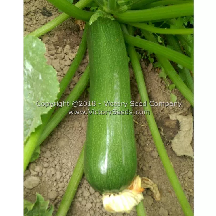 Black Beauty Zucchini Summer Squash