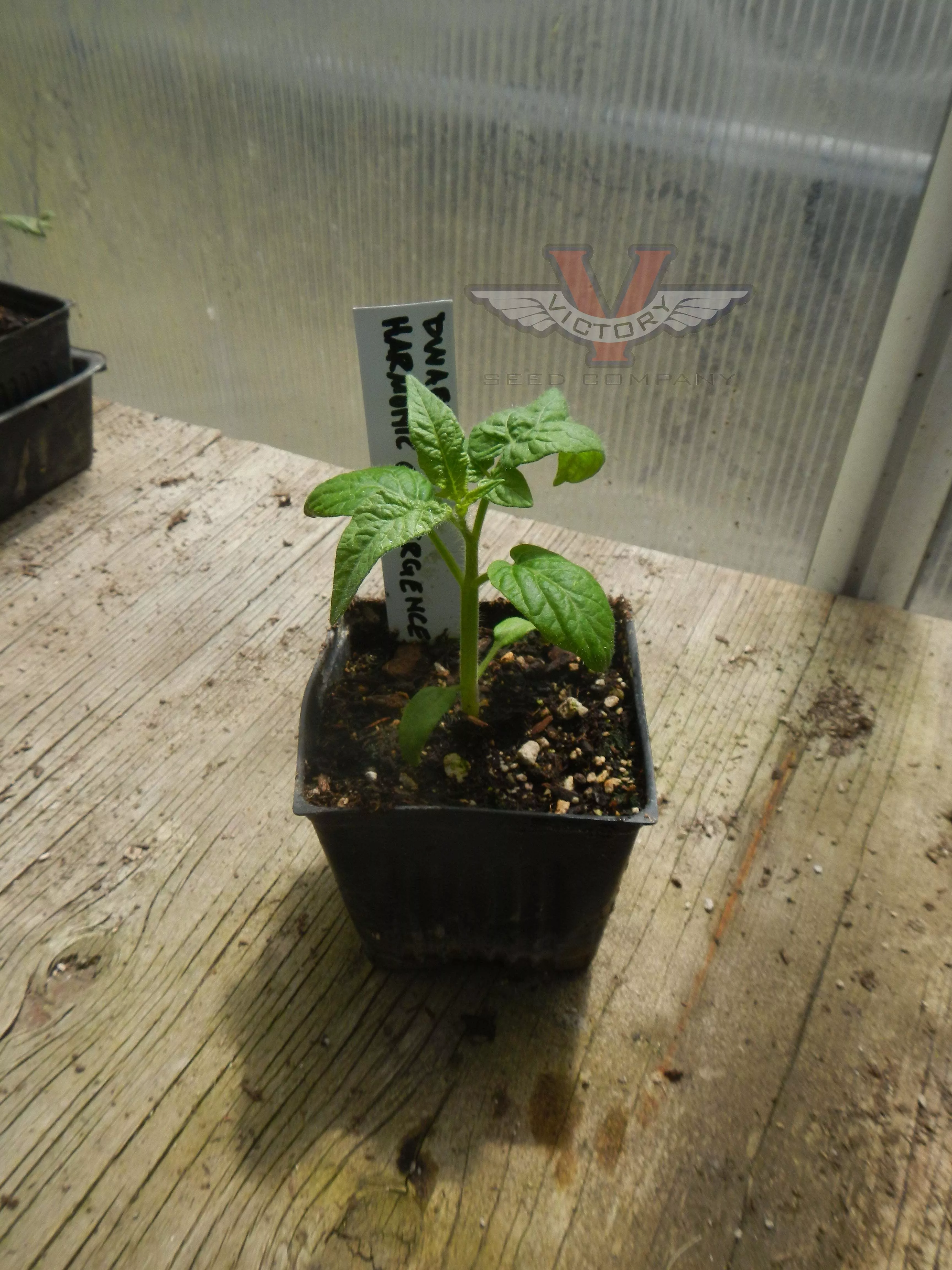 Dwarf Harmonic Convergence Tomato