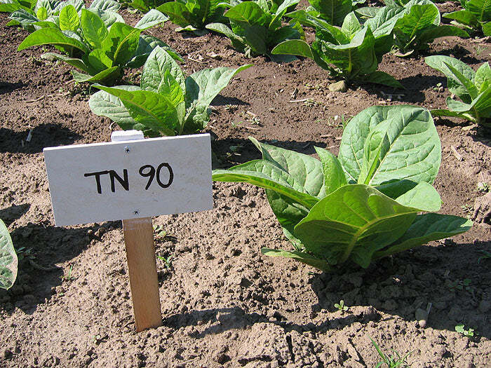 TN90 Burley Tobacco