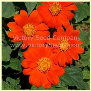 Mexican Sunflower