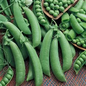 Cascadia Snap Pea