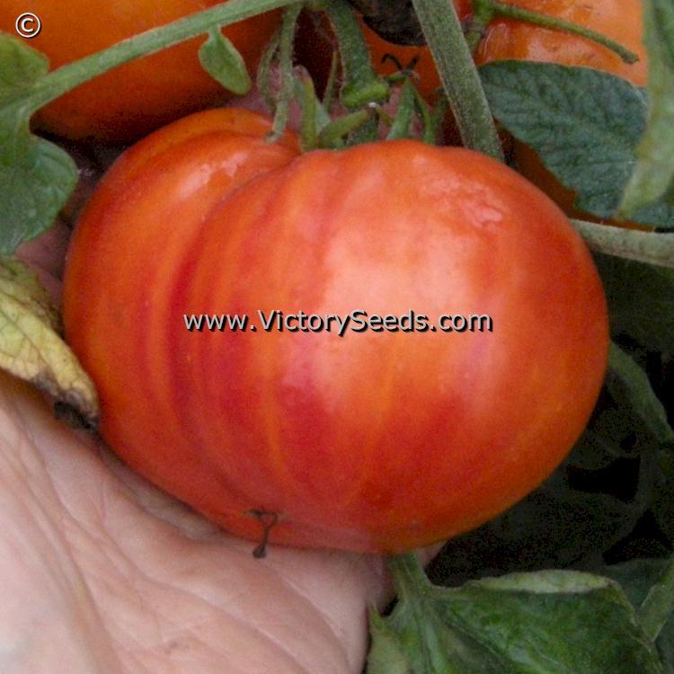 Lucky Cross Tomato