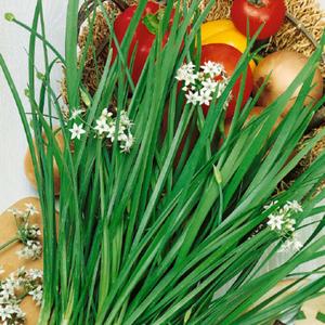 Chives, Garlic