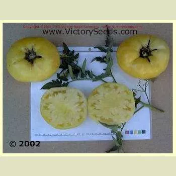 White Wonder Tomato