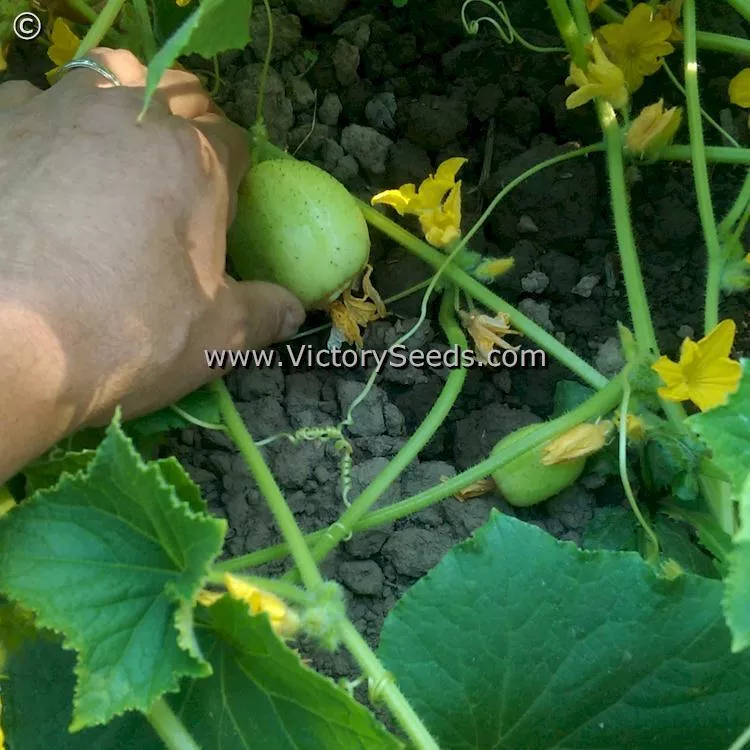 Lemon (Apple) Cucumber