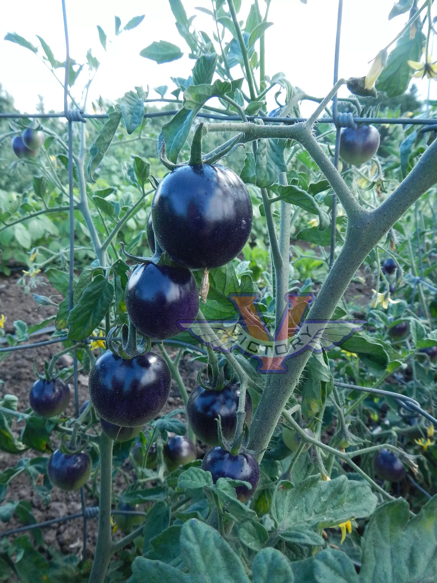Indigo™ Rose Tomato