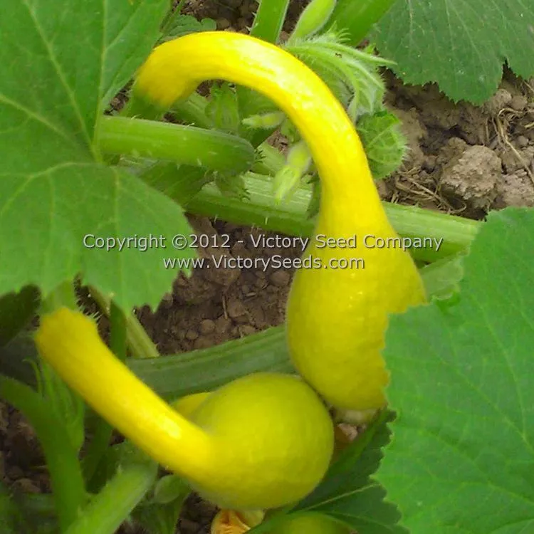 Early Golden Summer Crookneck Squash