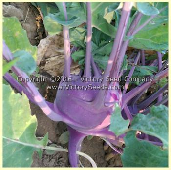 Blue Delicatesse Kohlrabi