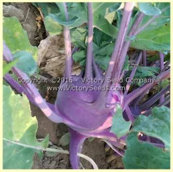 Blue Delicatesse Kohlrabi