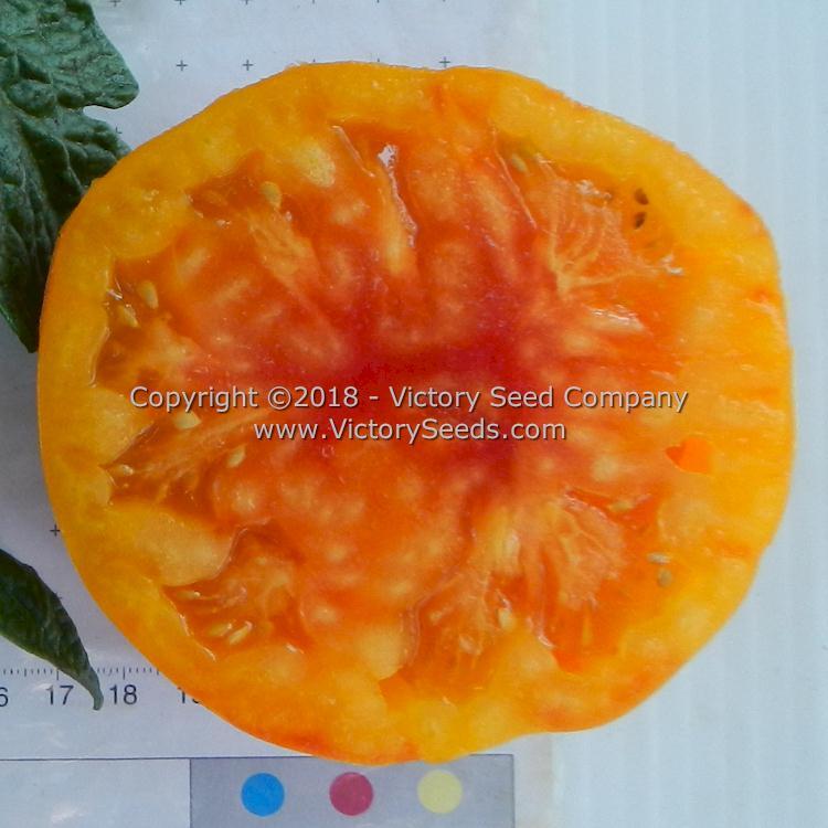 Dwarf Awesome Tomato
