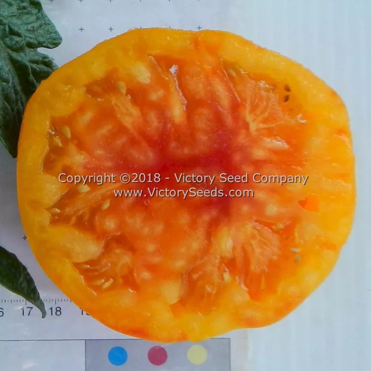 Dwarf Awesome Tomato