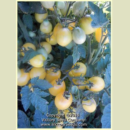 Dwarf Bendigo Moon Tomato