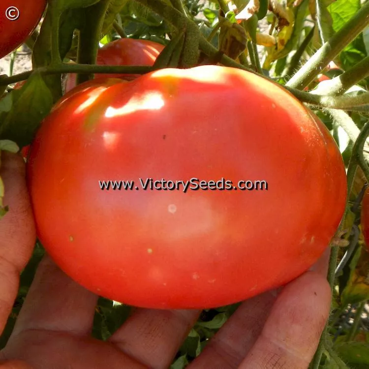 Caspian Pink Tomato