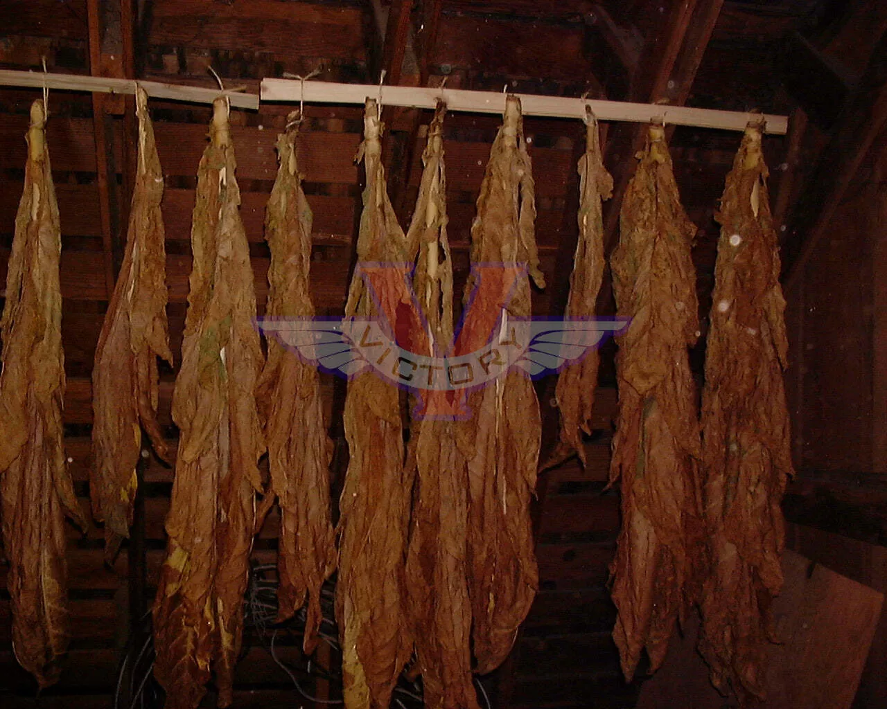 TN86 Burley Tobacco