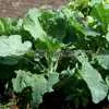 Morris Heading Collards