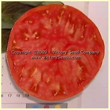 Grandpa Charlie Tomato