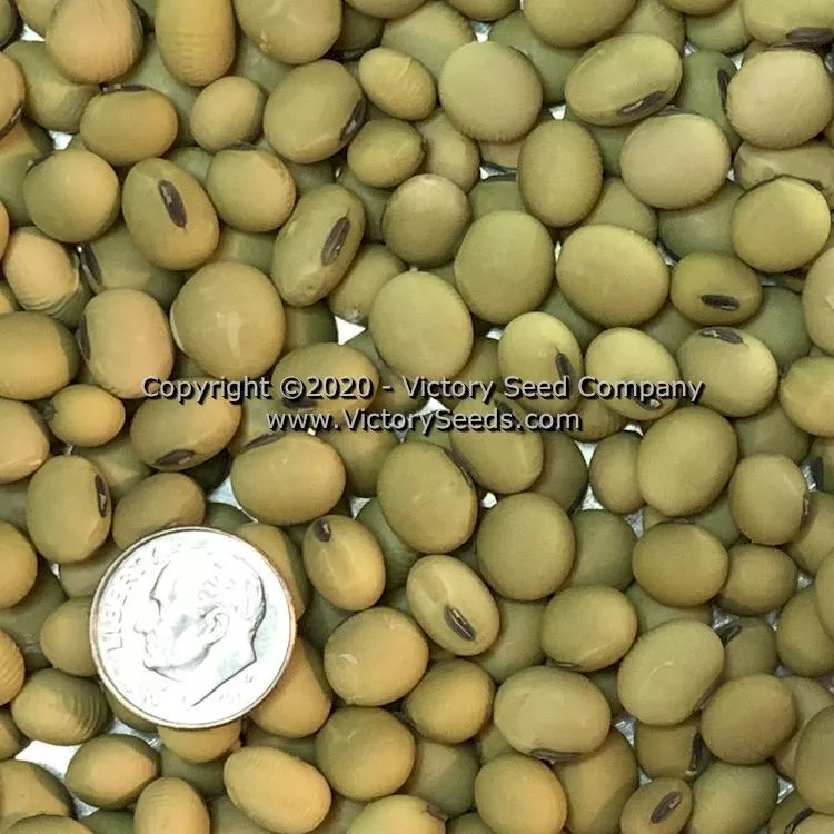 Butterbean Soybean