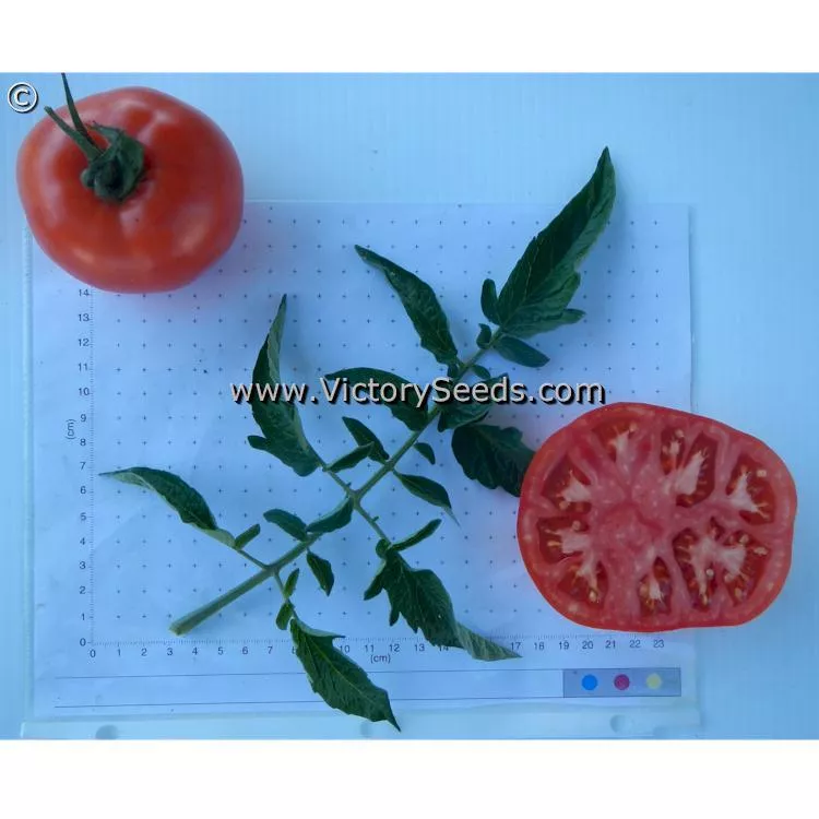 Pearson Improved Tomato