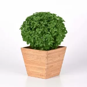 Basil, Bonsai