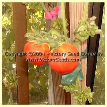 Stick Tomato