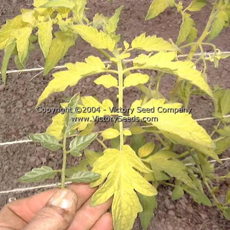 Pale Leaf Mortgage Lifter Tomato